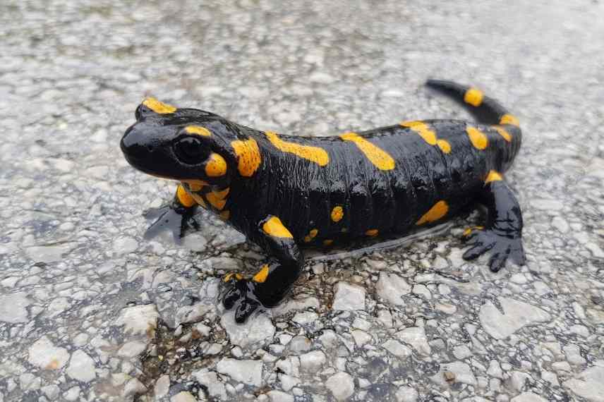 Salamandre noire (Salamandra atra) - Monde Animal