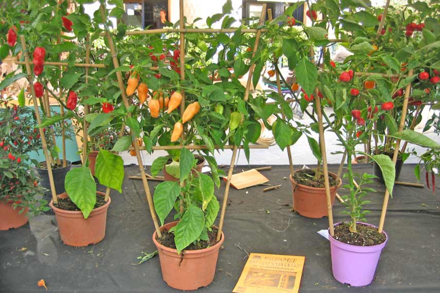 Comment planter et cultiver les piments ? - Mondo Jardin