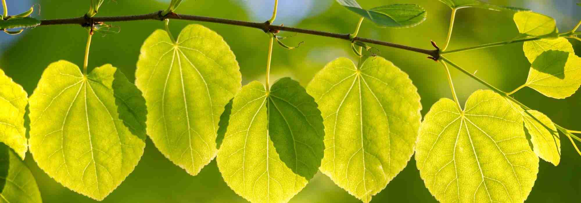 Associer l'Arbre à caramel ou Cercidiphyllum