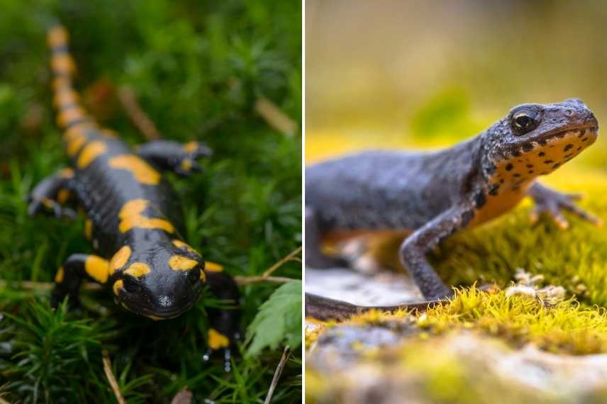 La salamandre, un joli amphibien terrestre en robe noire et jaune