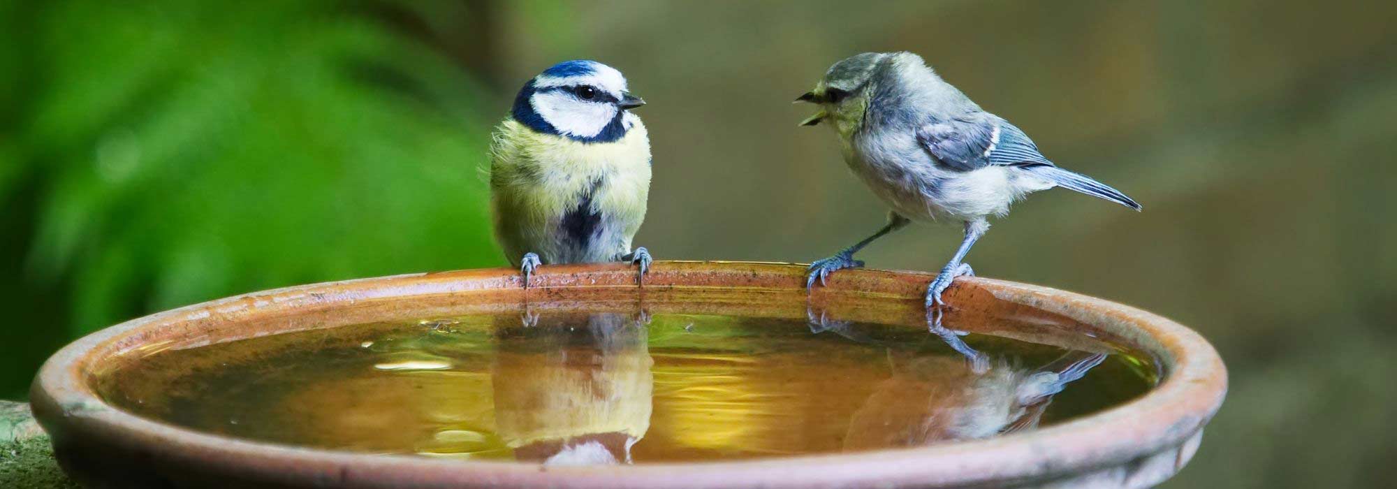 20 idées déco pour le jardin  Bain d'oiseau pour jardin, Bains d'oiseaux,  Jardins