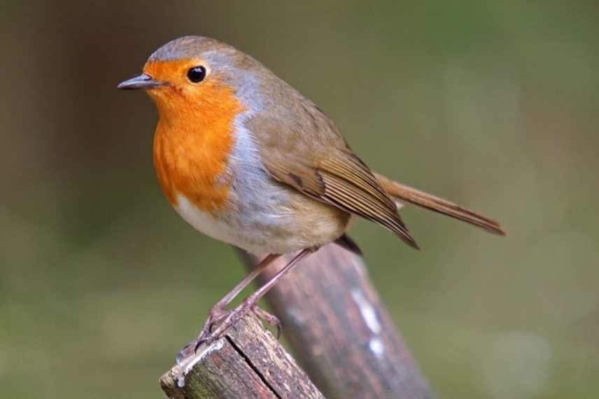 Rougegorge familier - LPO (Ligue pour la Protection des Oiseaux) - Agir  pour la biodiversité