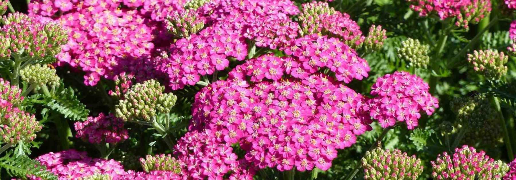 7 achillées roses quil faut avoir dans son jardin - Promesse de Fleurs