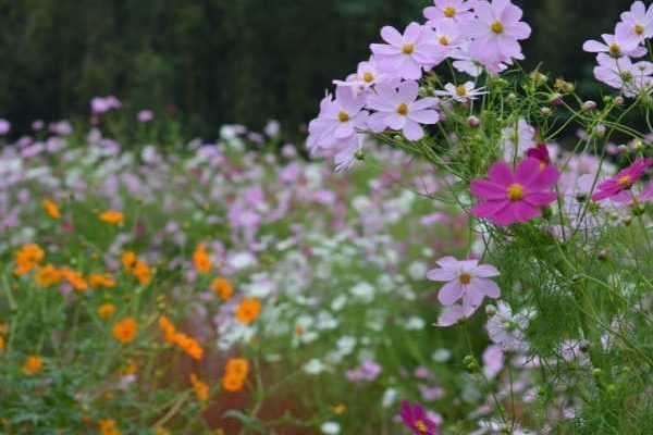 Délicieusement vintage, les plantes de jardin de grand-mère