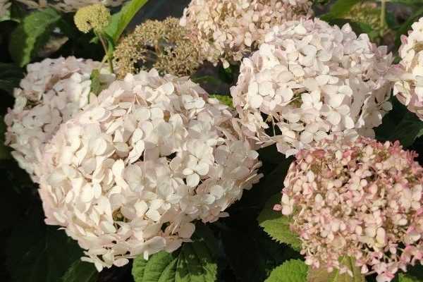 Hortensias arborescens BellaRagazza : Les premiers hortensias 'Annabelle' compacts au monde !