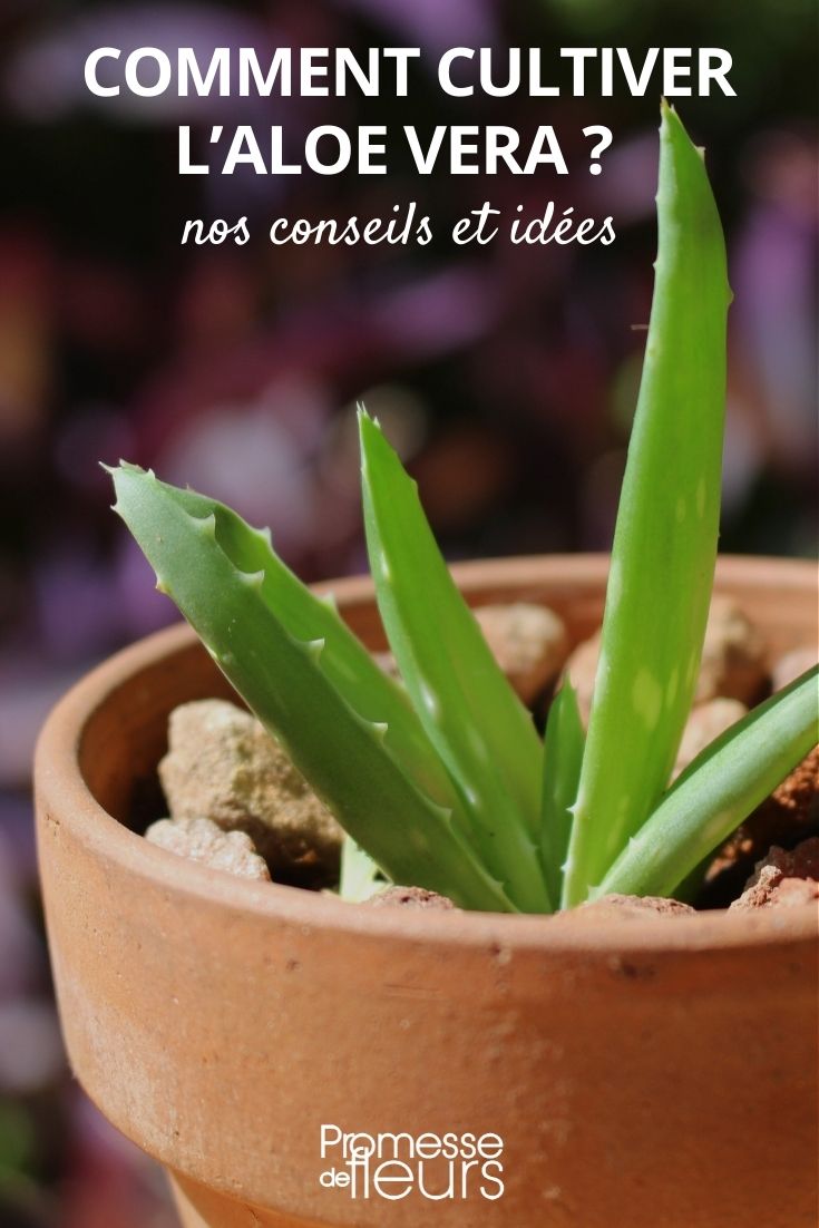 Comment cultiver l'Aloe vera ? - Promesse de Fleurs