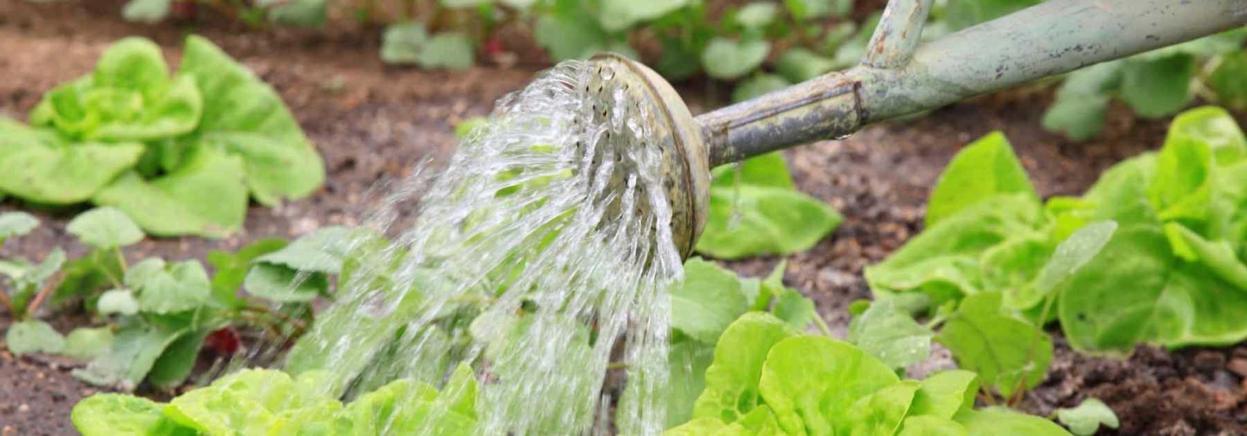 L'eau au jardin : six conseils antigaspi
