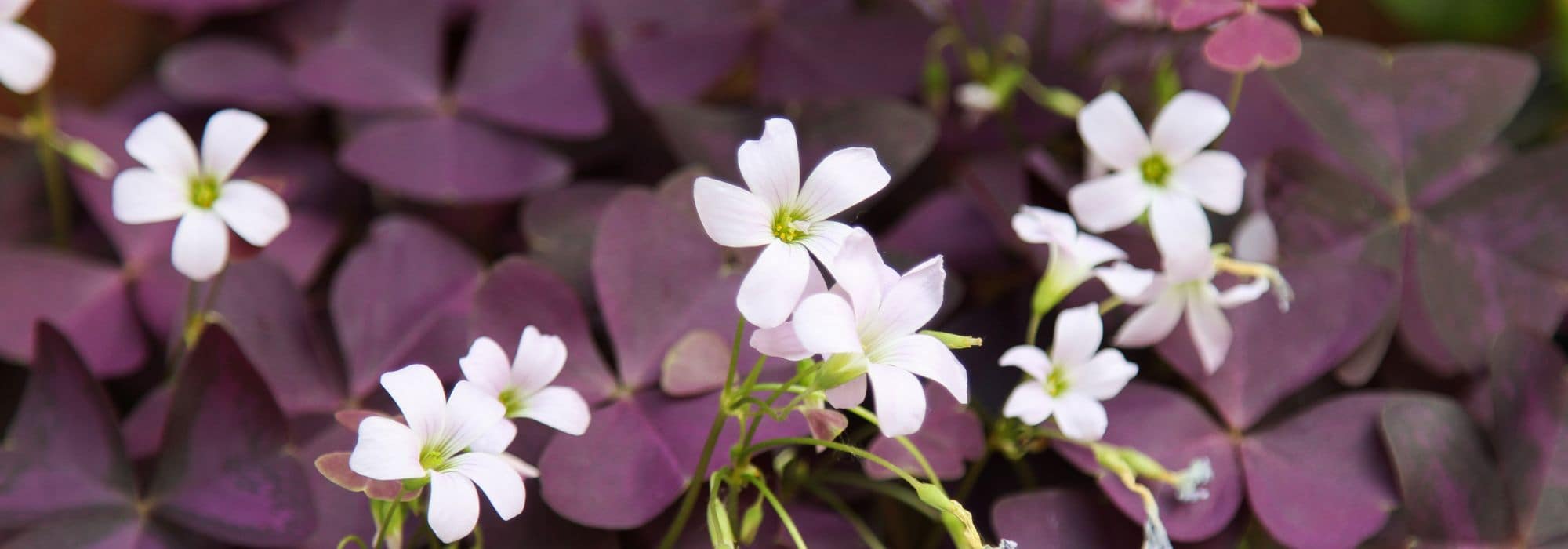 Choisir des oxalis