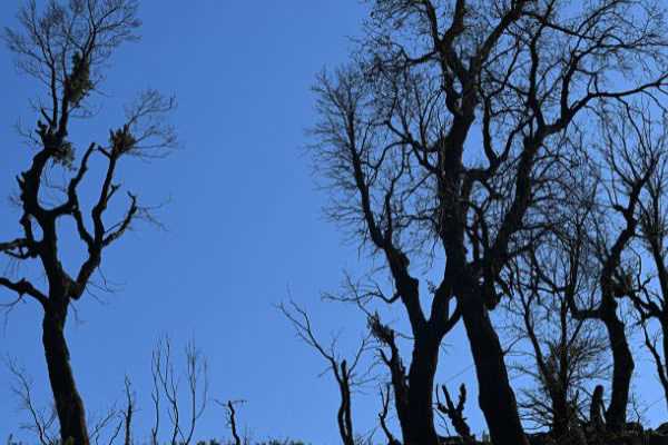 Un an après l'incendie... comment la nature renaît