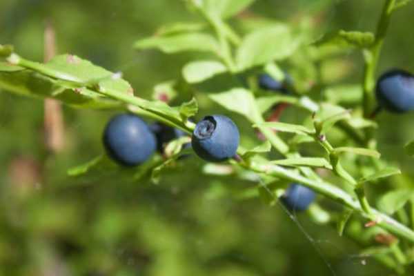 Comment bouturer un myrtillier ?