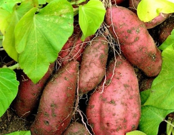 Les vertus dédaignées de la patate douce - Guyane la 1ère