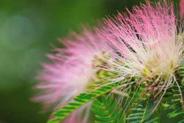 Faire une bouture d’albizia