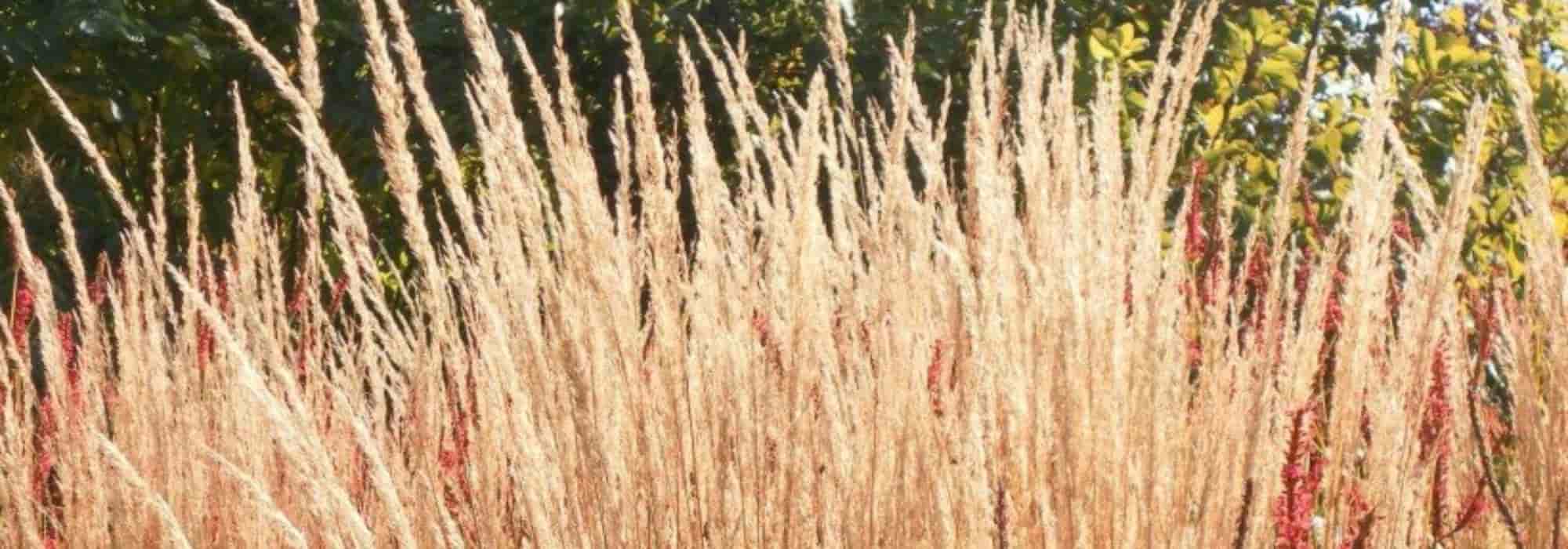 Associer le calamagrostis