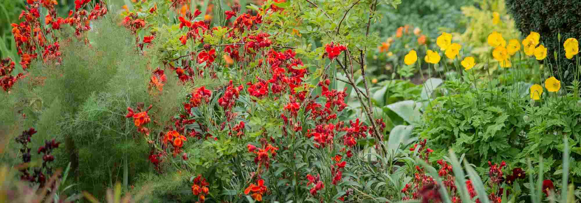 Rendre son jardin accueillant pour le Rouge-gorge - Promesse de Fleurs