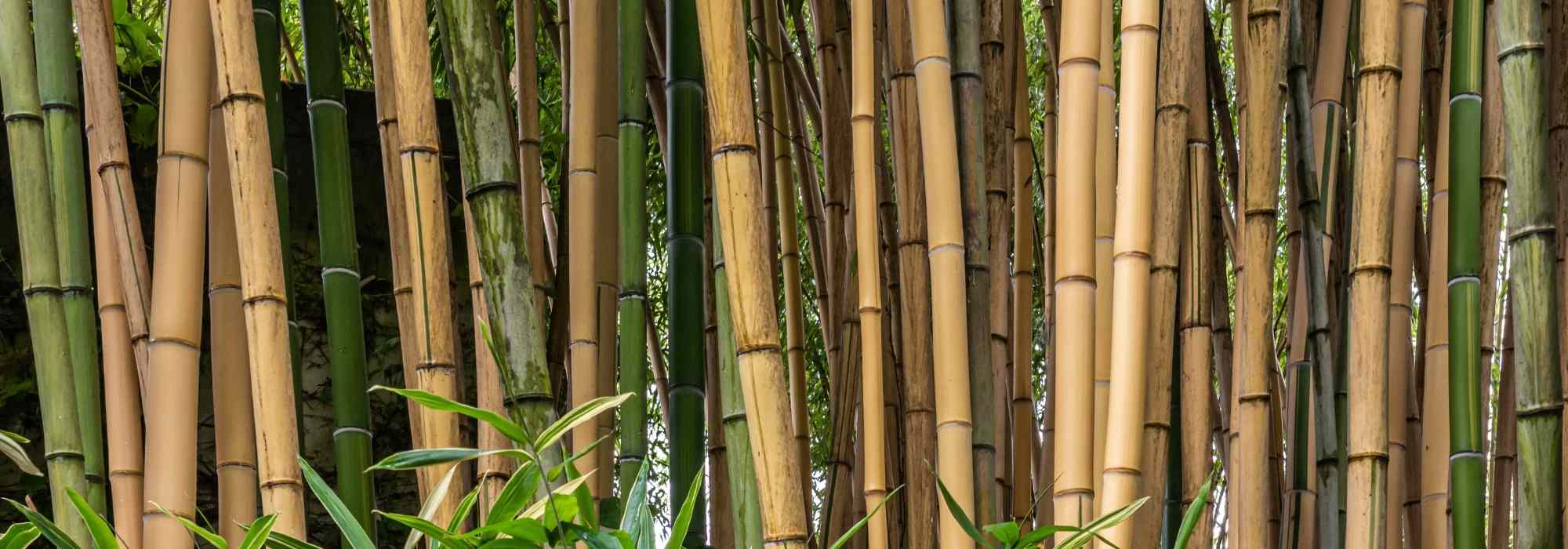 Le bambou en déco : 20 idées pour l'adopter chez vous