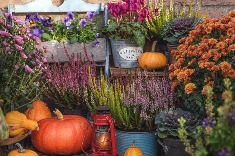 Que Faire Au Jardin En Octobre Promesse De Fleurs