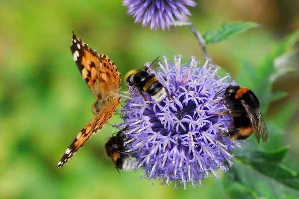 Sécheresse et insectes : doit-on s’inquiéter pour les pollinisations ?