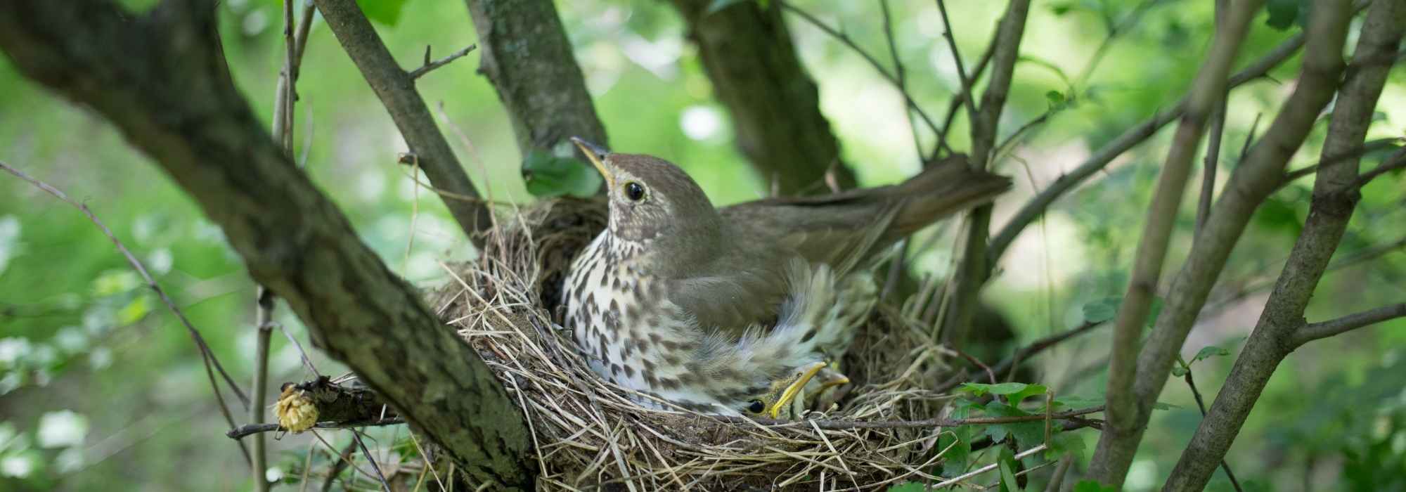 Protéger les nids d'oiseaux des prédateurs du jardin