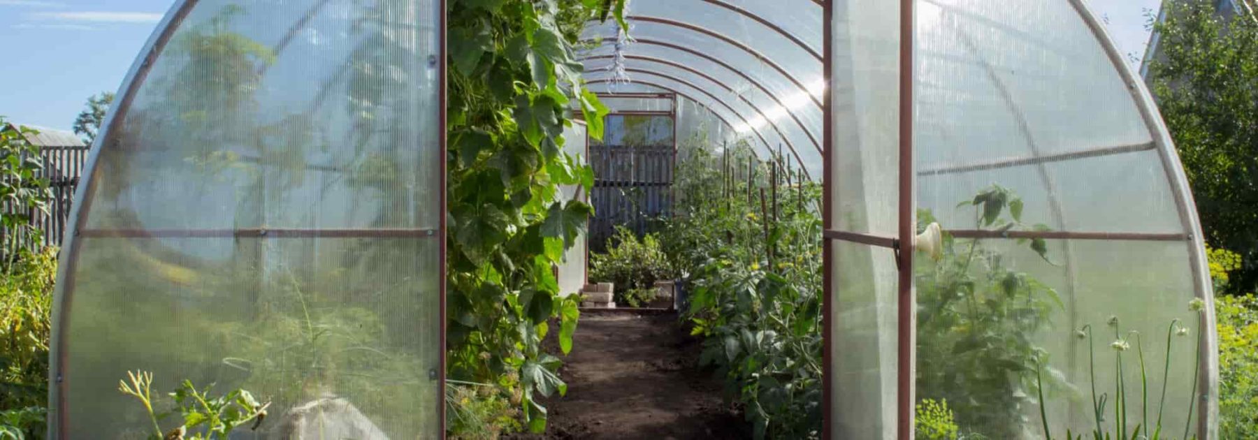 DIY végétal : des plantations dans des bouteilles en verre - Marie