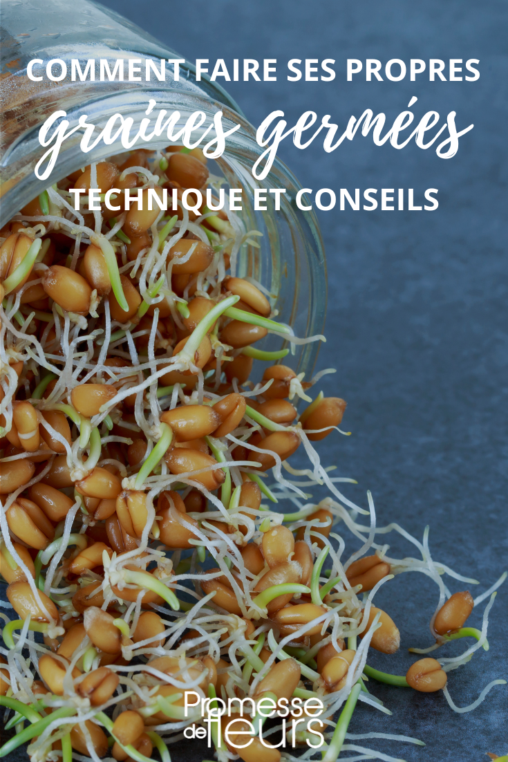 Comment faire des graines germées Bio - Alfalfa & Roquette (facile