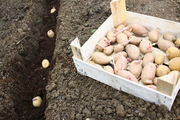 Quand acheter des pommes de terre ?