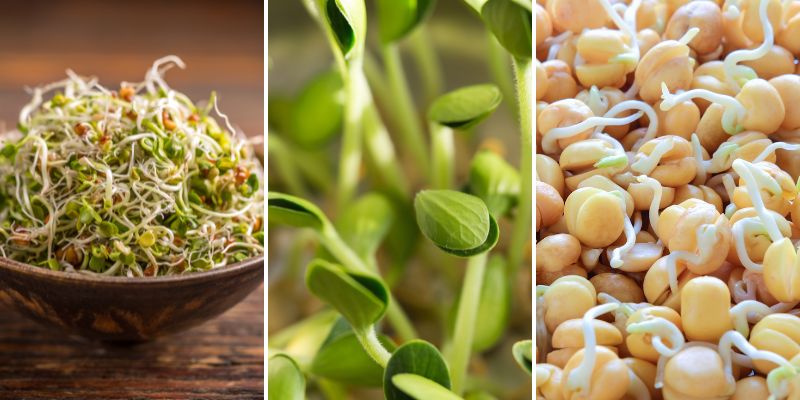 Comment faire des graines germées Bio - Alfalfa & Roquette (facile