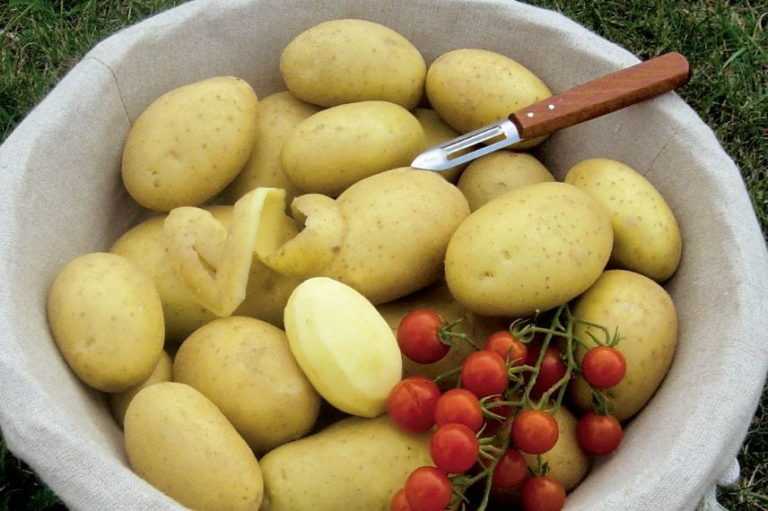 Variété de pommes de terre pour les frites Promesse de Fleurs