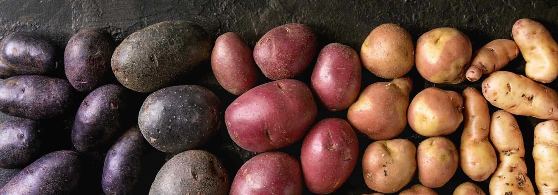 Des pommes de terre colorées et originales -Promesse de Fleurs