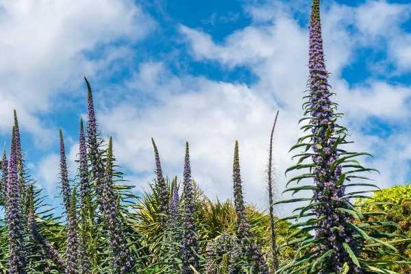 Comment semer l’Echium pininana ?