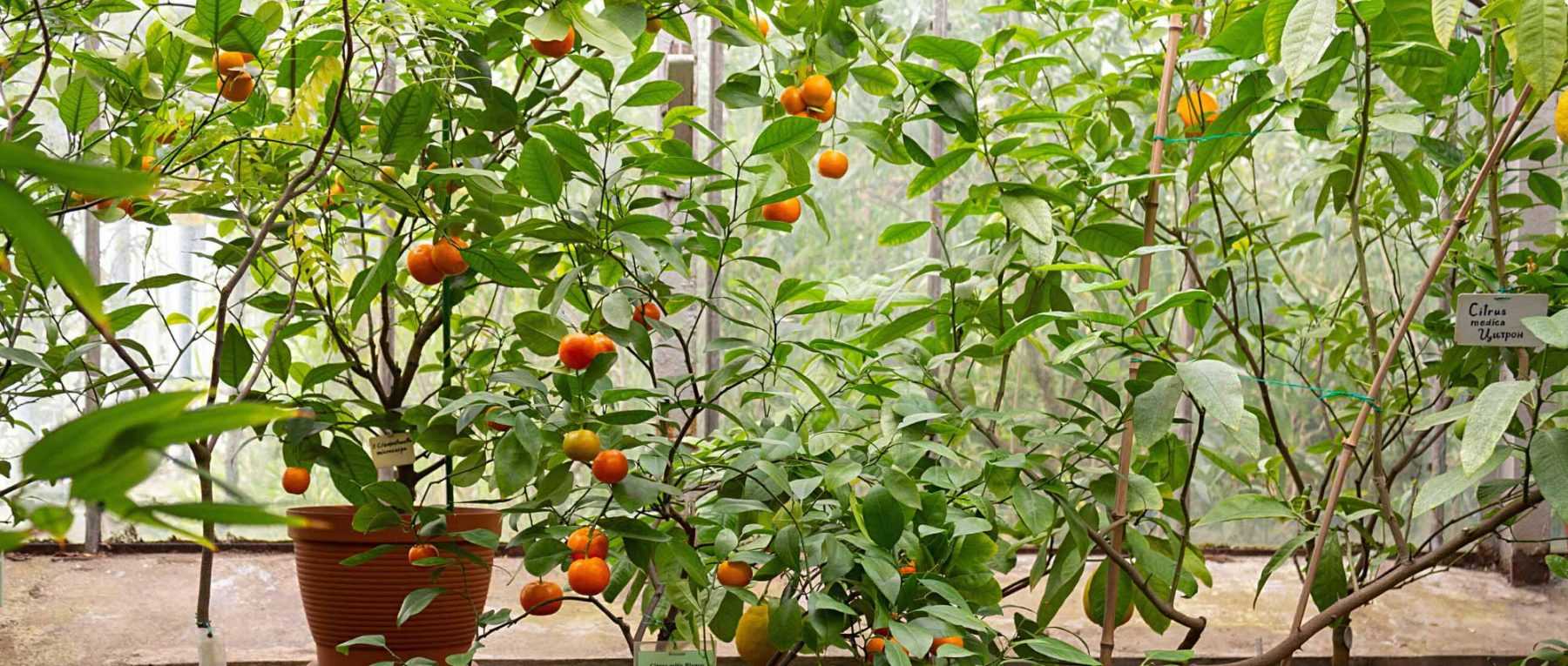 Six astuces pour protéger ses plantes en pots du froid et du gel cet hiver