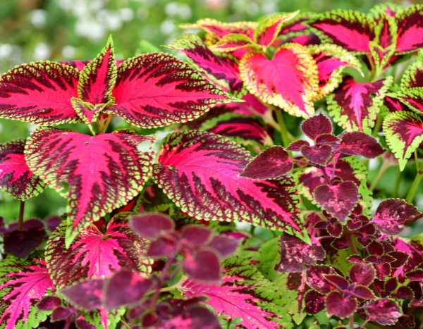 Comment semer des coleus ?