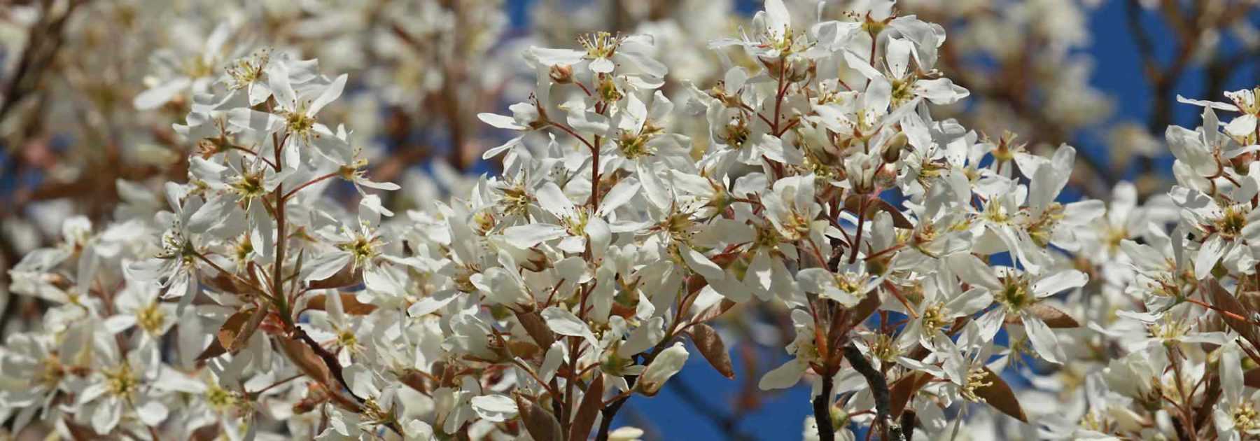 fermer de mains plantation chrysanthème fleur dans une blanc pot