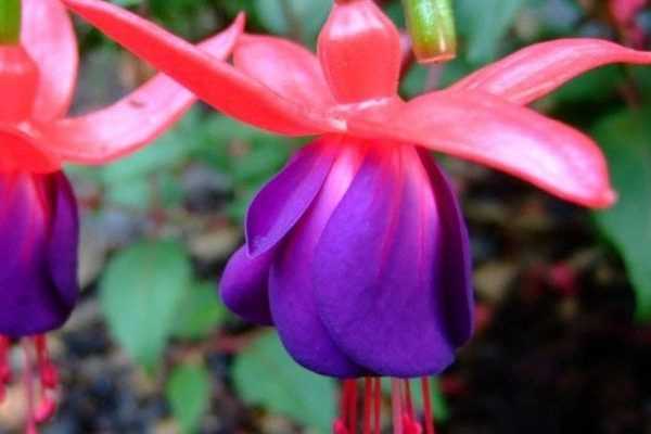 Fuchsia sur tige : taille et entretien