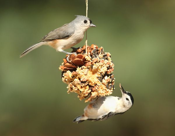 Nourriture pour oiseaux à suspendre, cacahuètes