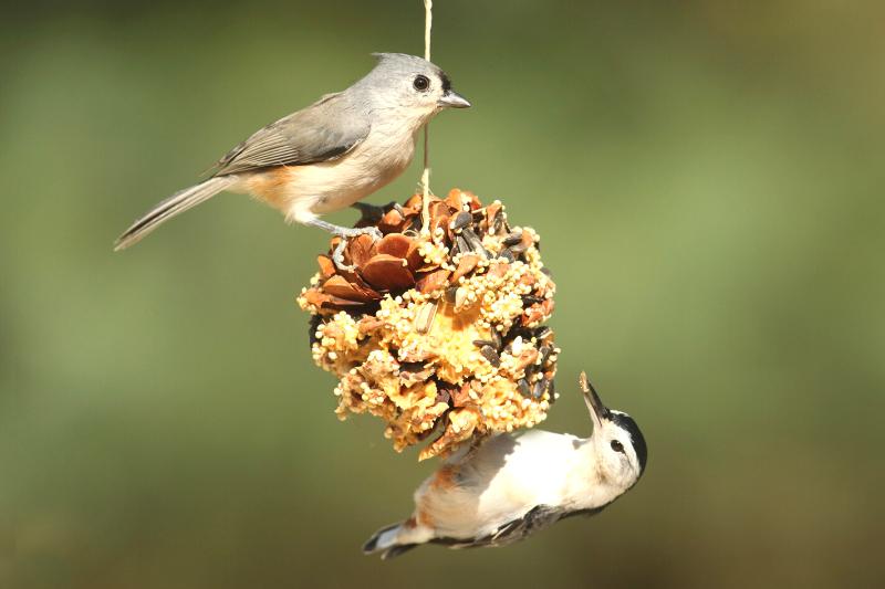 DIY mangeoires et boules de graisse oiseaux