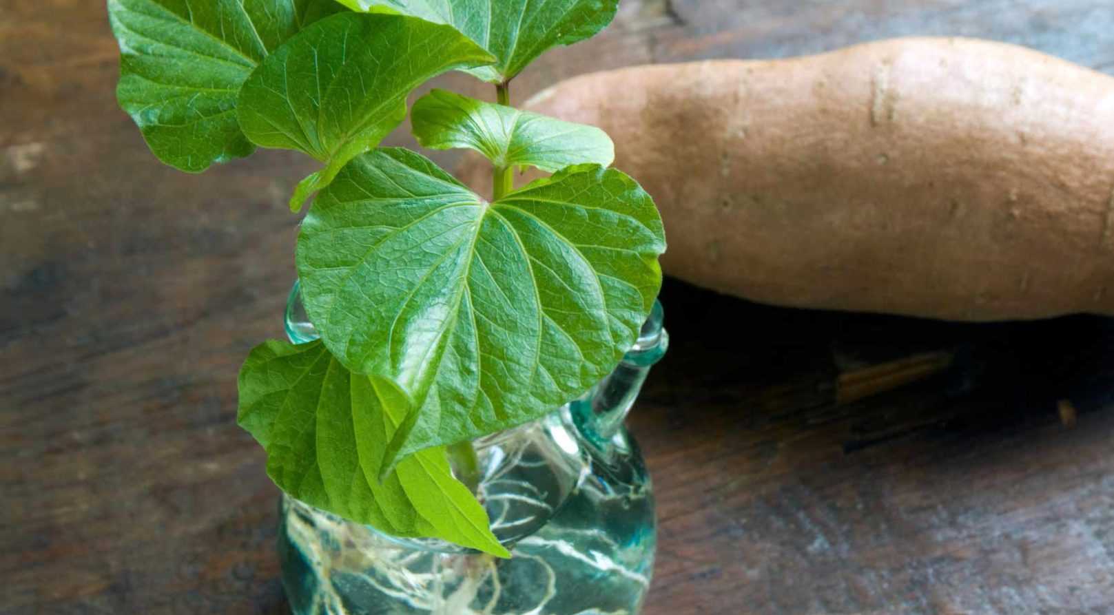 Comment faire germer et bouturer des patates douces ?