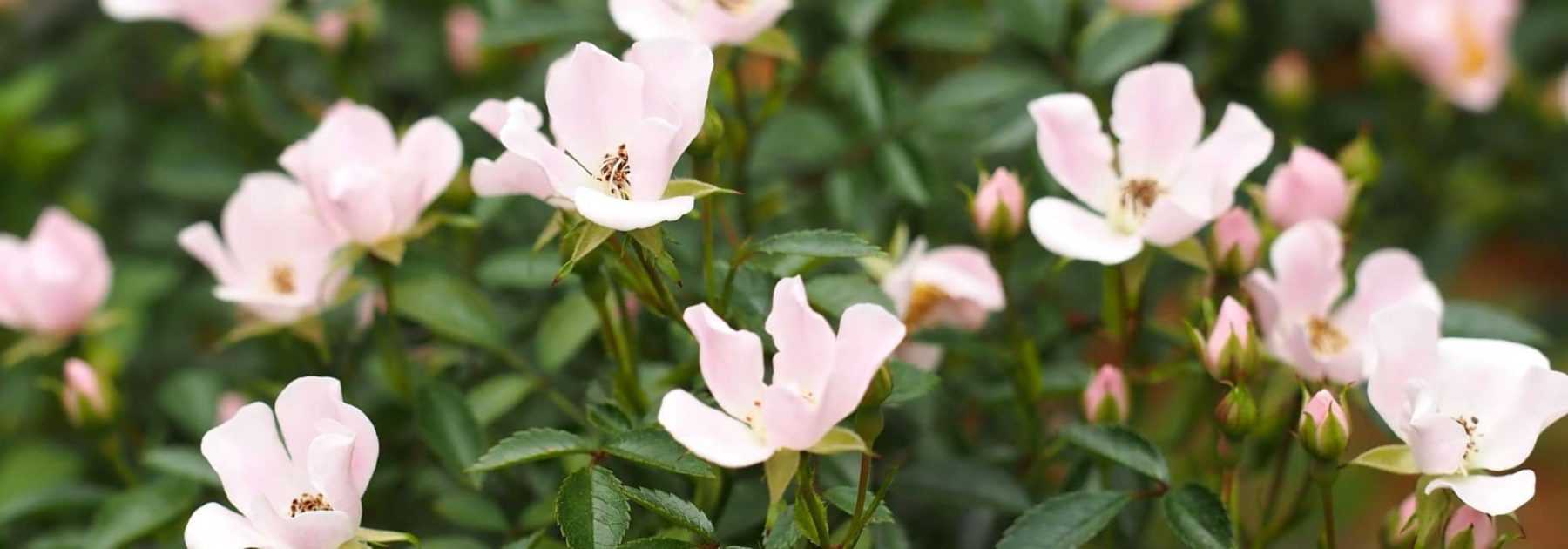8 rosiers à petites fleurs - Promesse de Fleurs