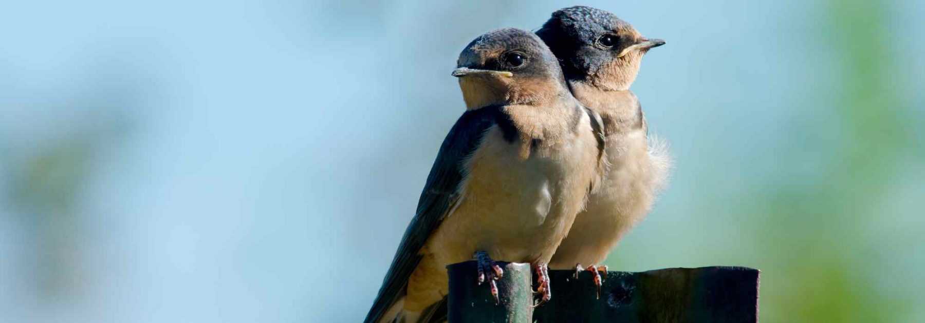 Calendrier les oiseaux de nos jardins (édition 2024) - Livres sur les  Animaux