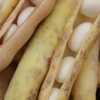 Haricots blancs : 6 variétés à cultiver au potager