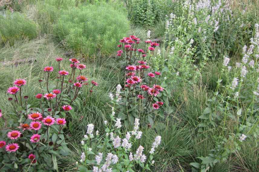 5 raisons de laisser les fleurs sauvages s'installer au jardin - Depuis mon  hamac