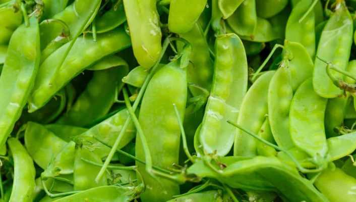 Cultiver Des Pois Gourmands Ou Mangetout - Promesse De Fleurs