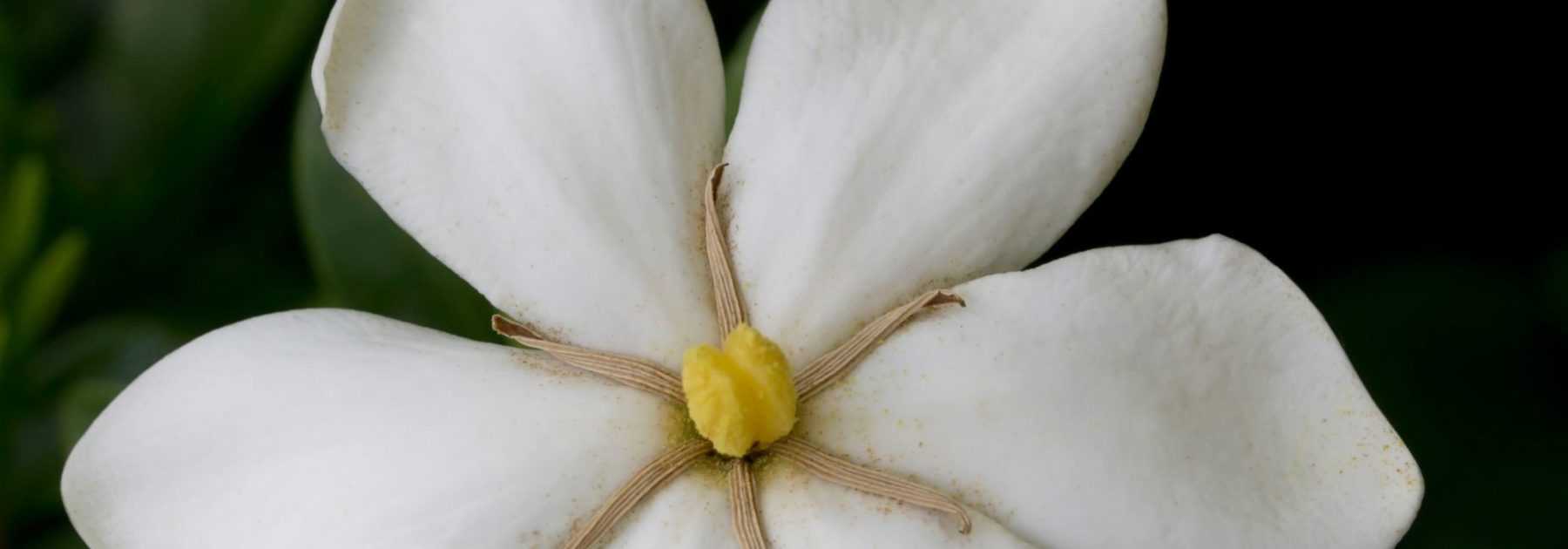 Pot de fleur avec soucoupe - M - Grey - Rose Avril