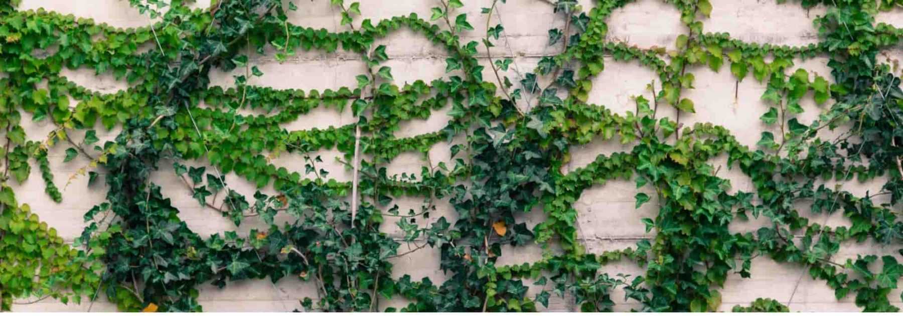 Trouvez votre tuteur plante grimpante chez Jardin et Saisons