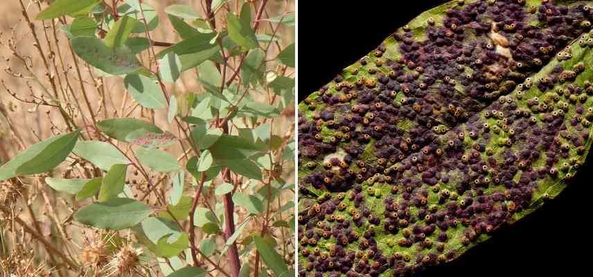 Maladies et parasites de l'Eucalyptus - Promesse de Fleurs