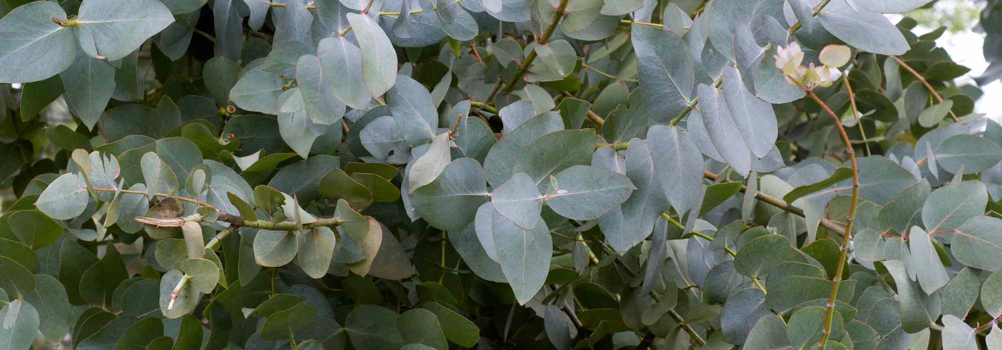 Feuille d'eucalyptus séchée 