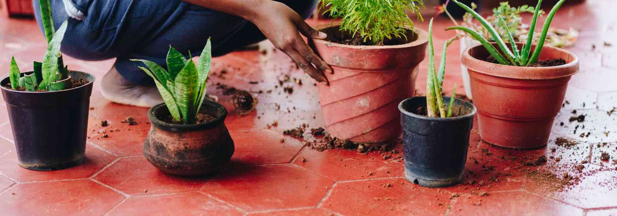 Quand et comment rempoter ses plantes au balcon ou en terrasse