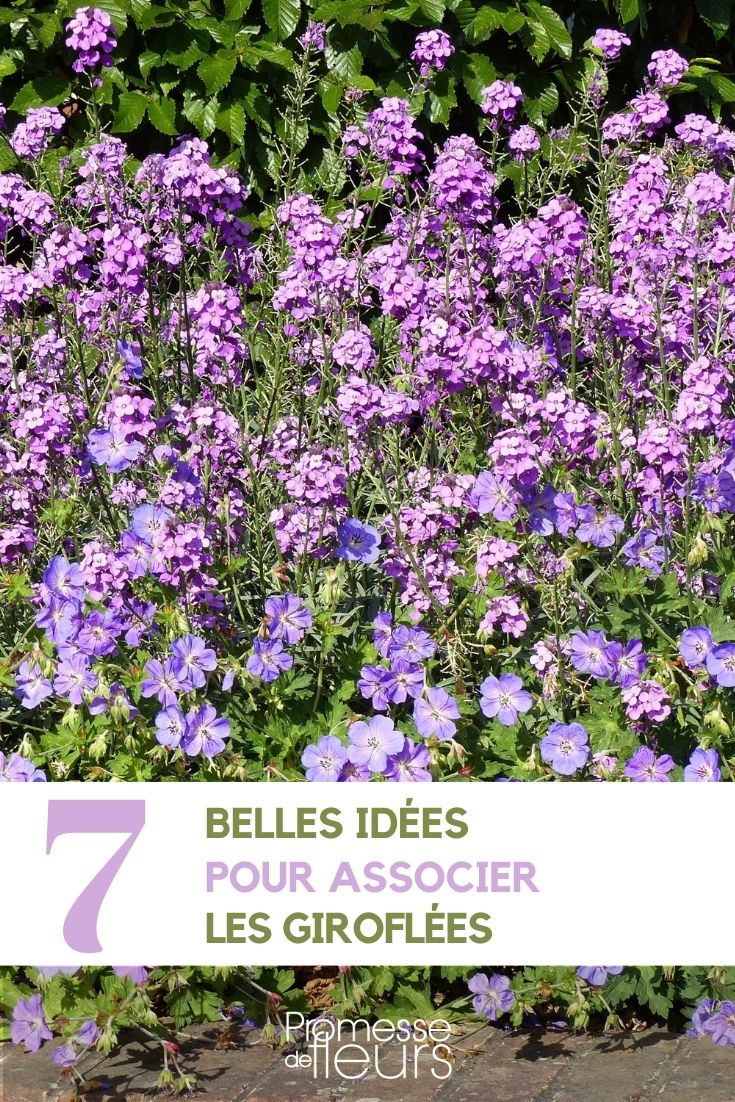 7 idées d'association pour jardin japonais - Promesse de Fleurs