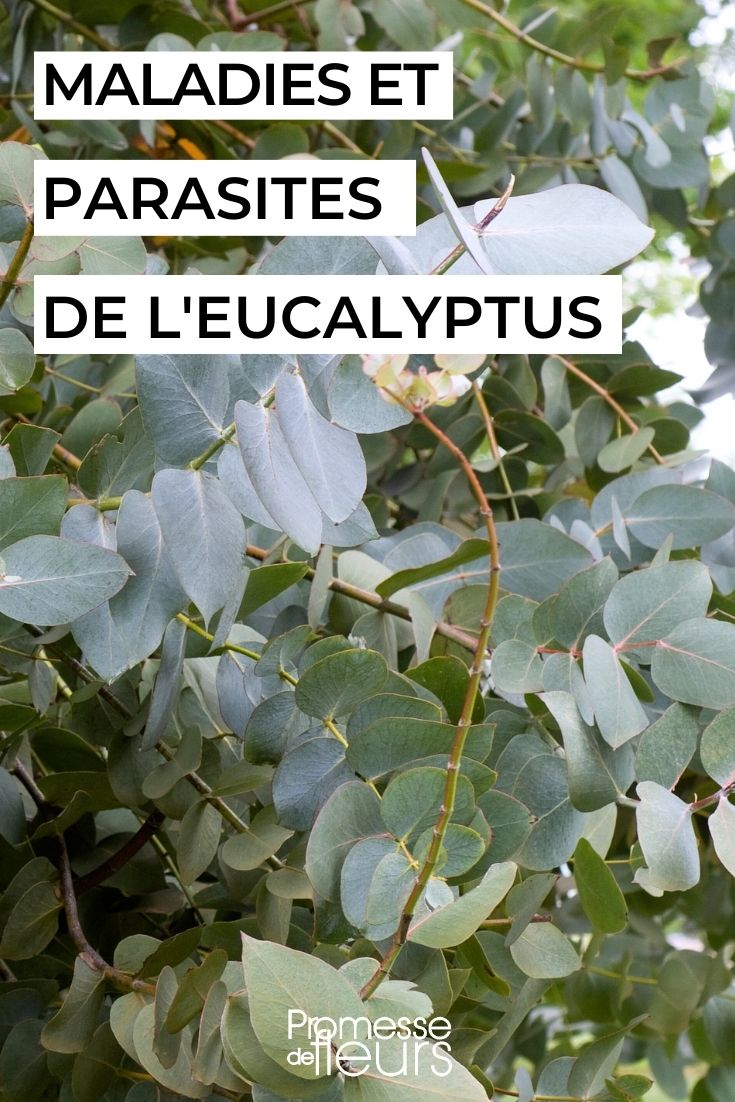 Maladies et parasites de l'Eucalyptus - Promesse de Fleurs