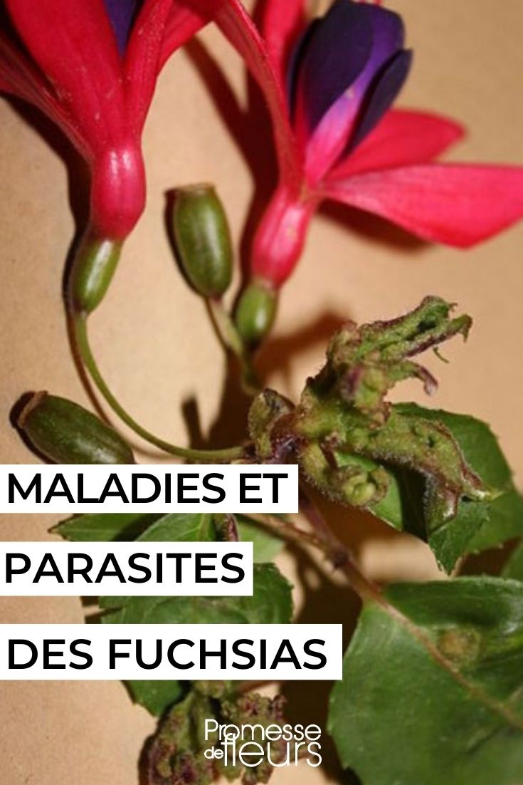 Maladies et parasites de la fève - Promesse de Fleurs
