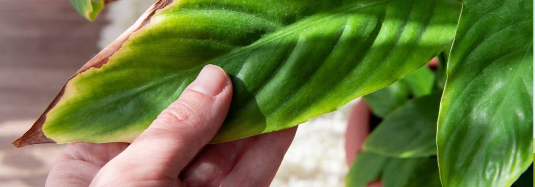 Maladies, parasites : Comment soigner ses plantes d'intérieur ? – La Belle  Bouse